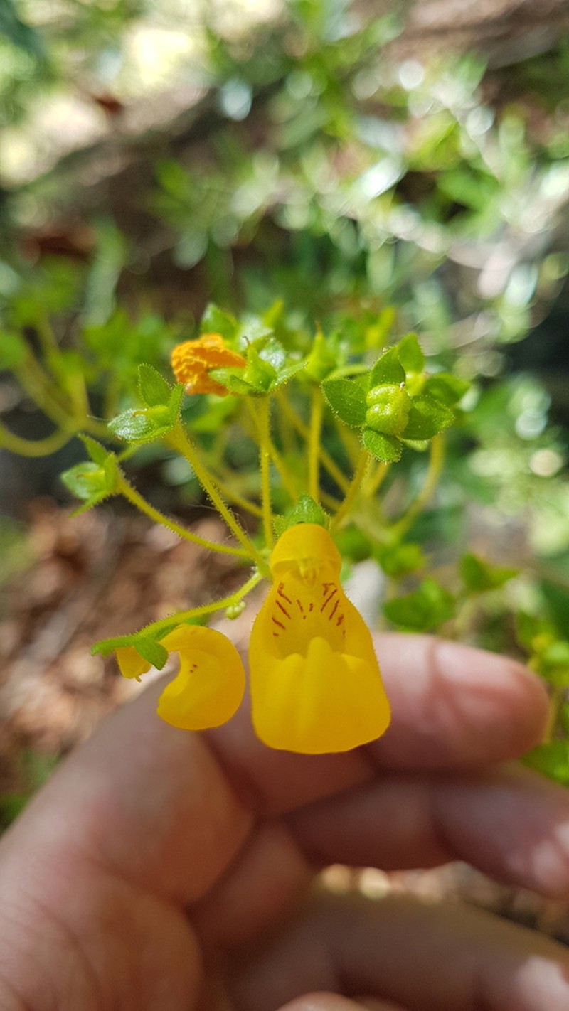 Calceolaria philippii photo 3