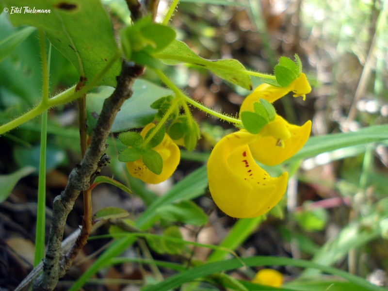 Calceolaria philippii photo 4