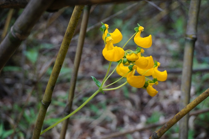 Calceolaria philippii photo 5