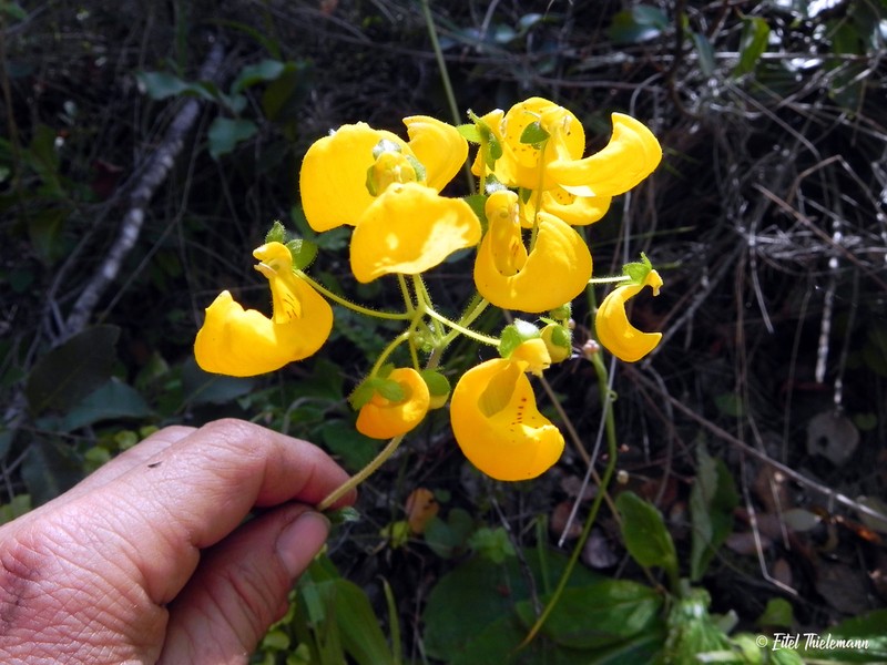 Calceolaria philippii photo 6