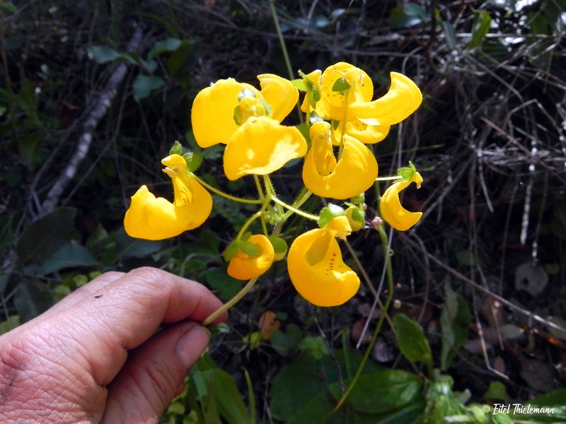 Calceolaria philippii photo 8