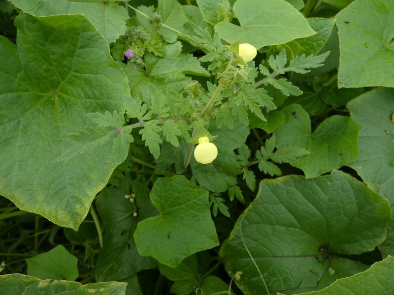 Calceolaria pinnata subsp. pinnata