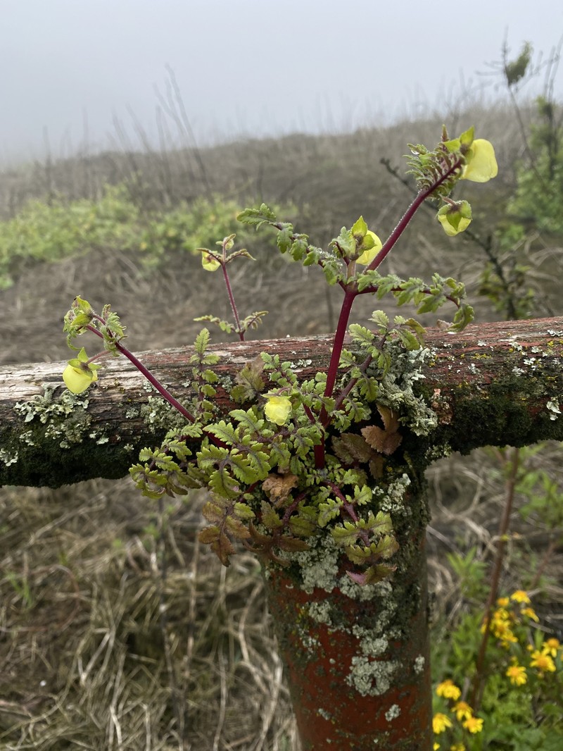 Calceolaria pinnata subsp. pinnata photo 2