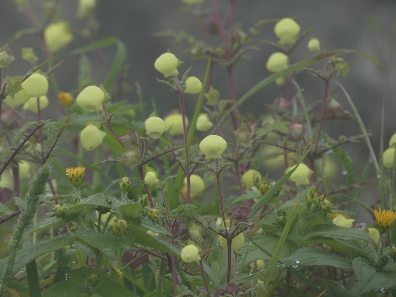 Calceolaria pinnata subsp. pinnata photo 3