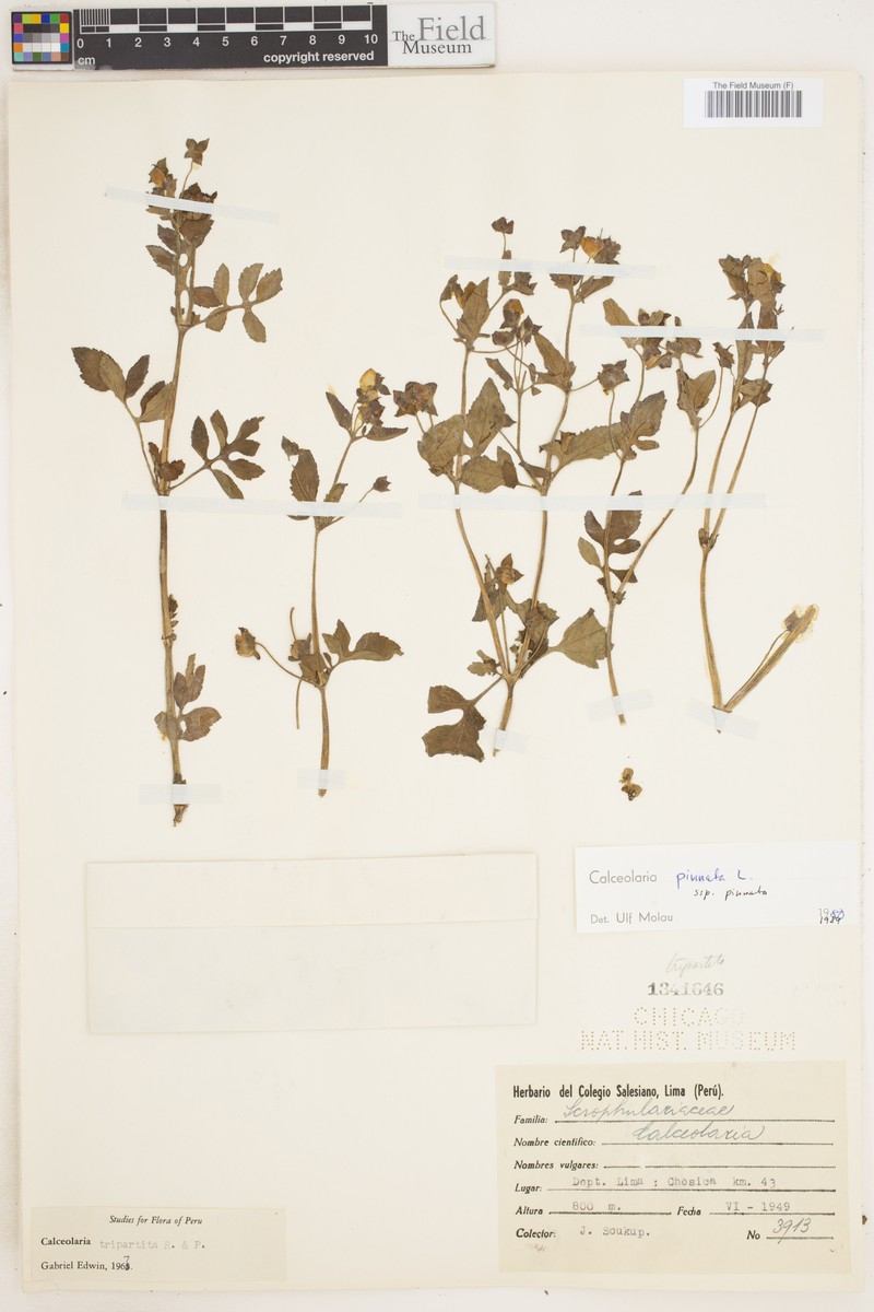 Calceolaria pinnata subsp. pinnata photo 4
