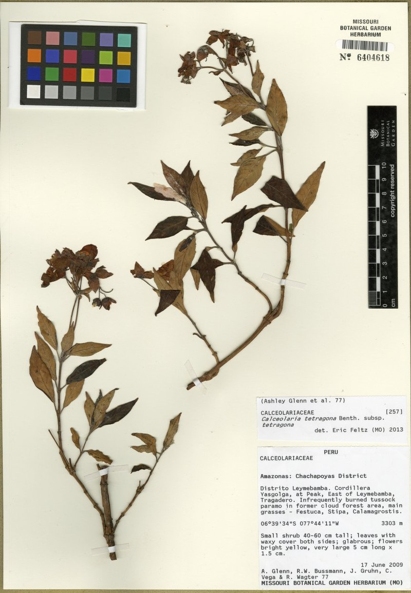 Calceolaria tetragona subsp. tetragona