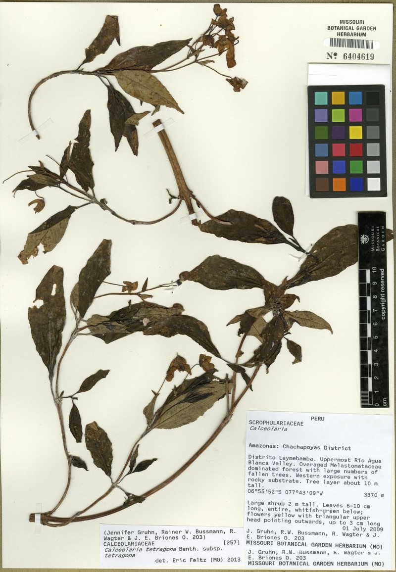 Calceolaria tetragona subsp. tetragona photo 2