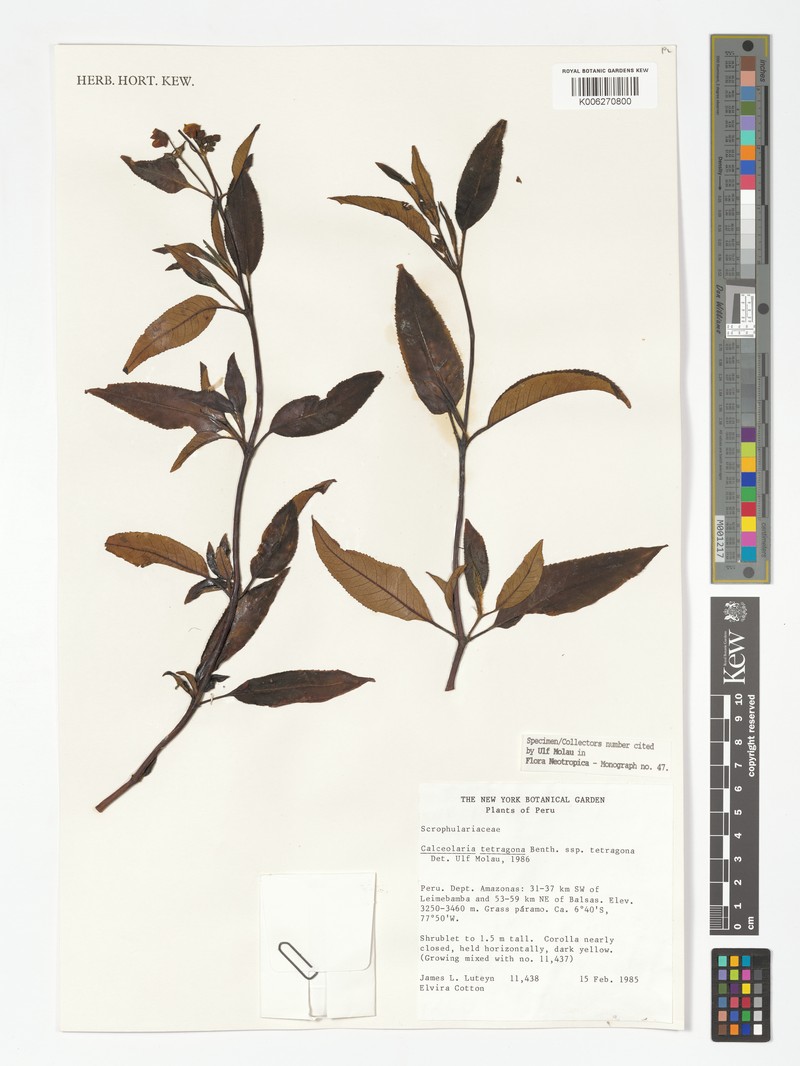 Calceolaria tetragona subsp. tetragona photo 3