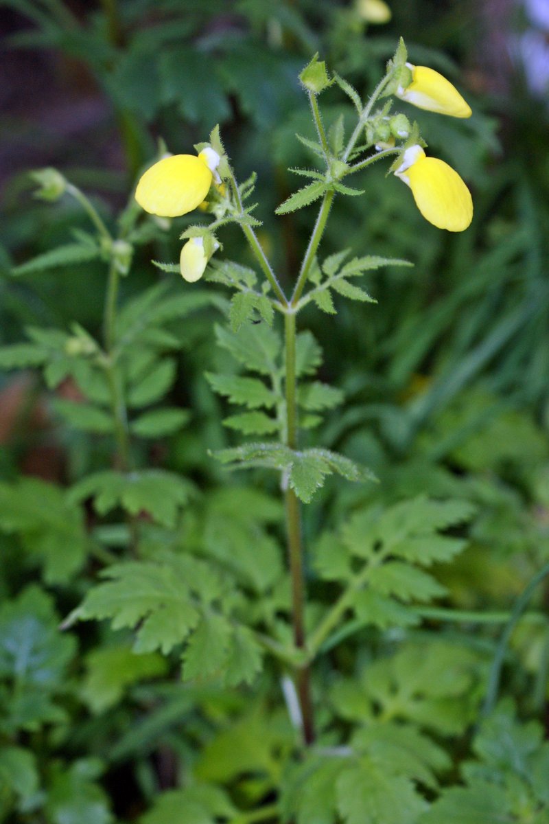 Calceolaria tripartita