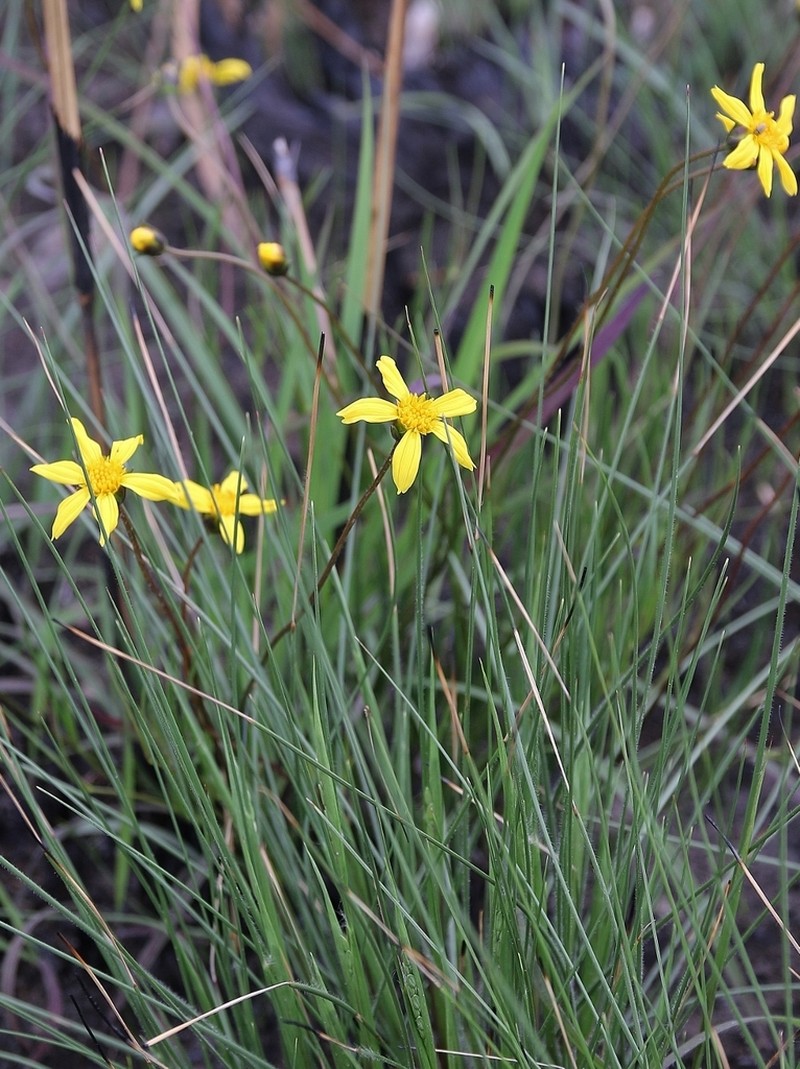Calea abbreviata