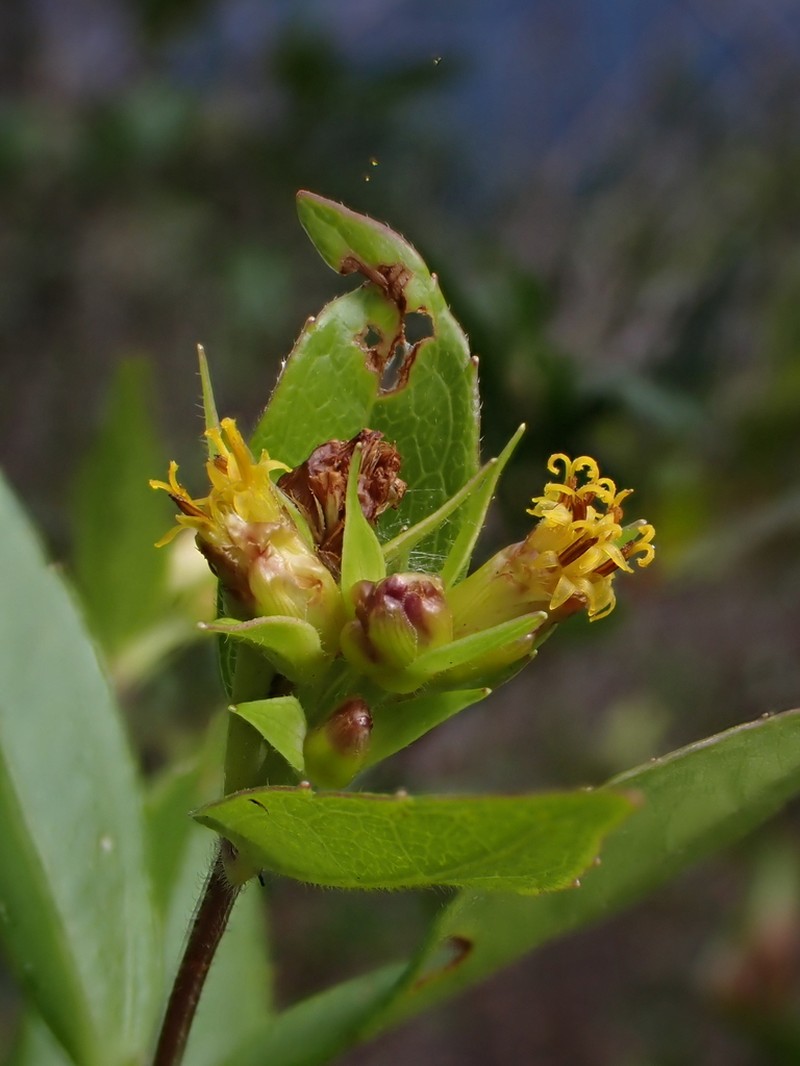 Calea abelioides