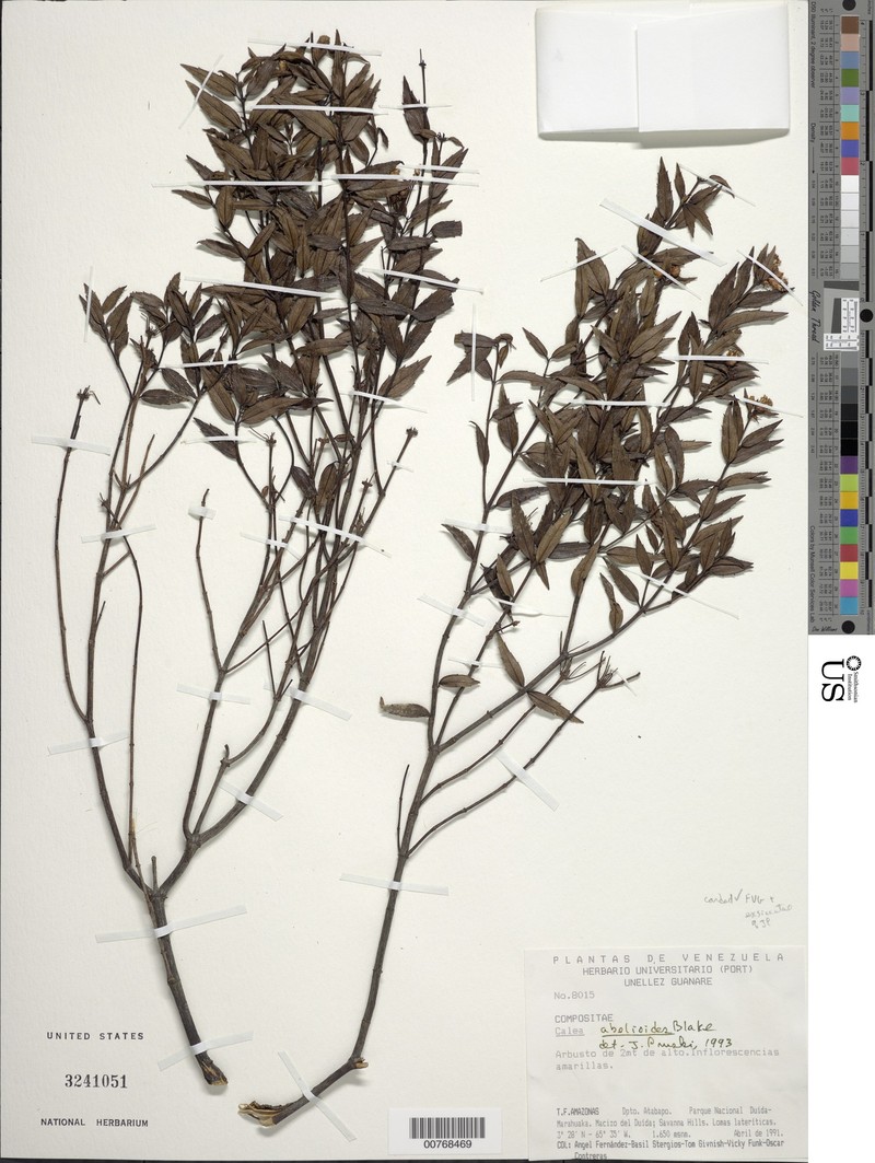 Calea abelioides photo 2