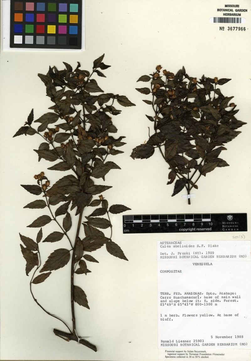 Calea abelioides photo 3