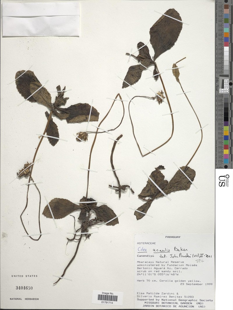 Calea acaulis
