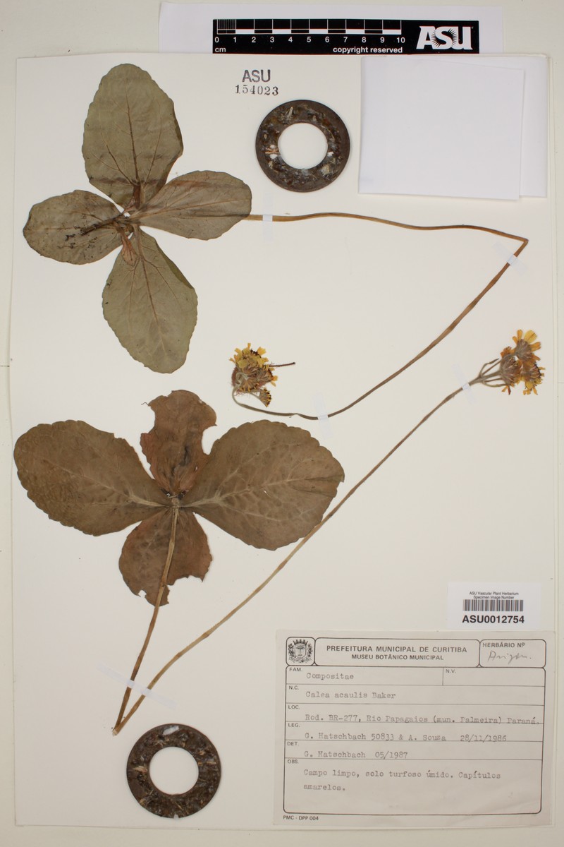 Calea acaulis photo 3
