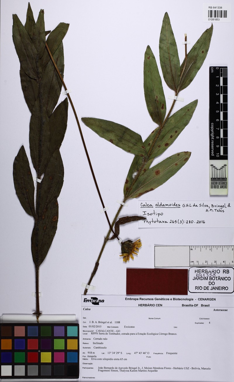 Calea aldamoides
