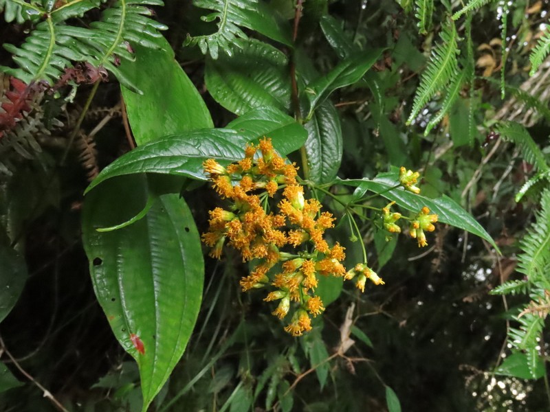 Calea angosturana