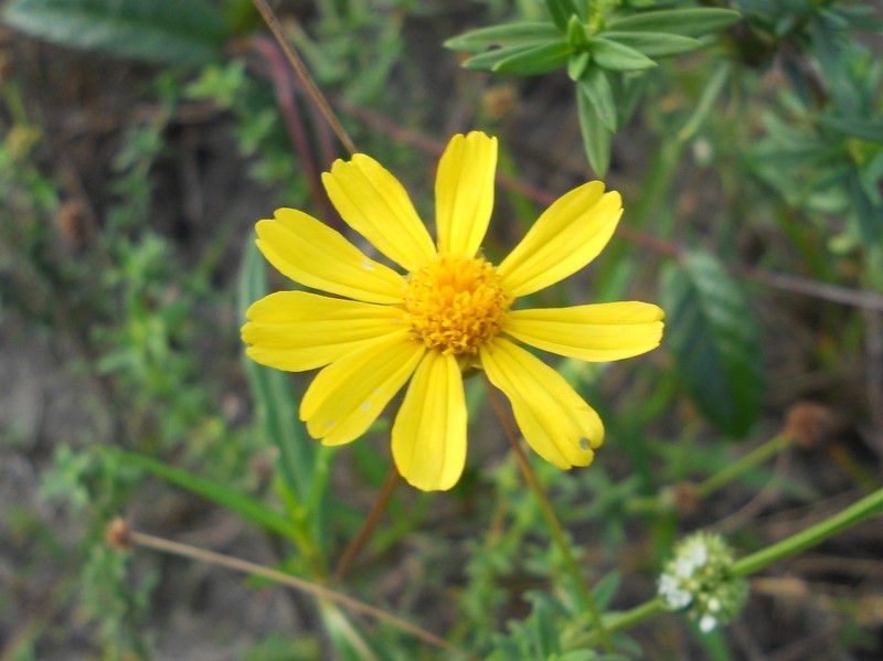Calea angusta