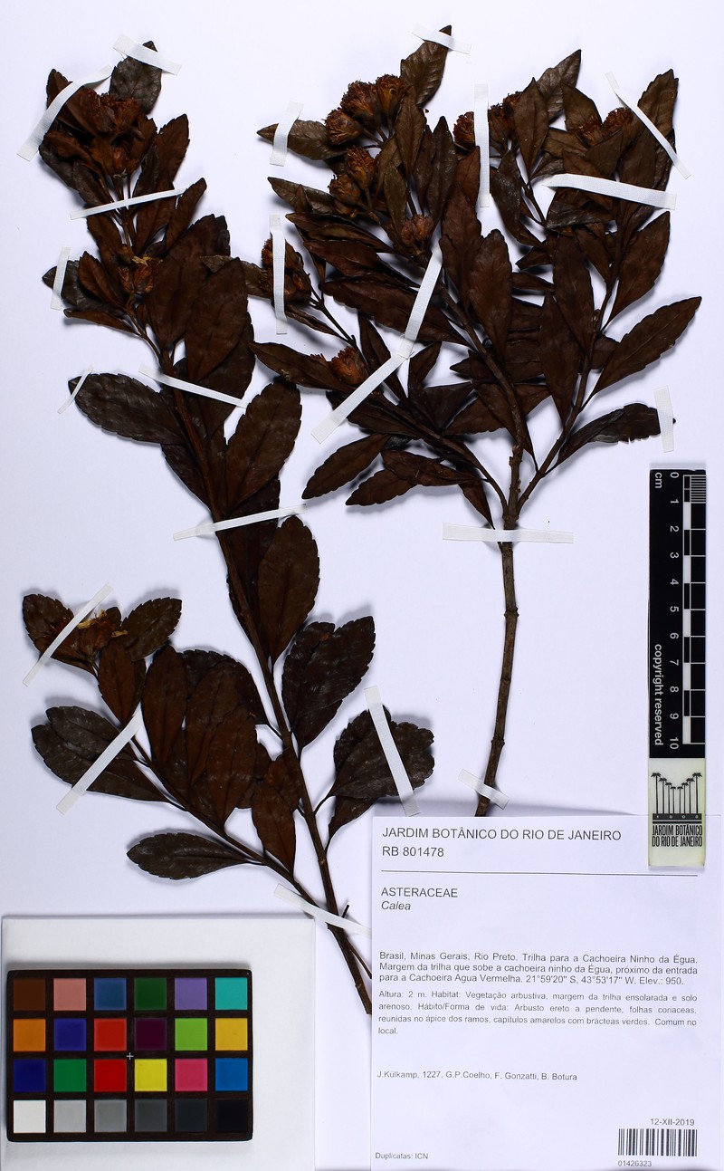 Calea arachnoidea
