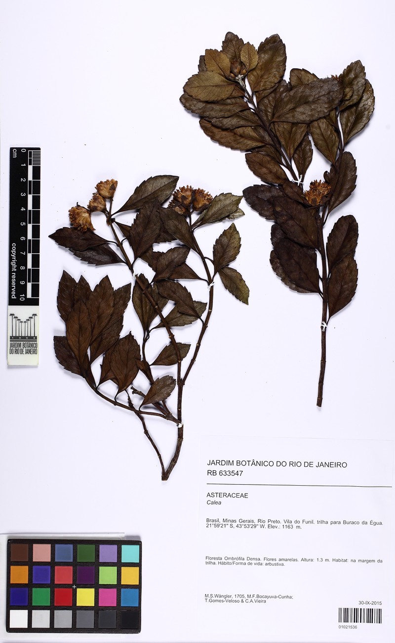Calea arachnoidea photo 2