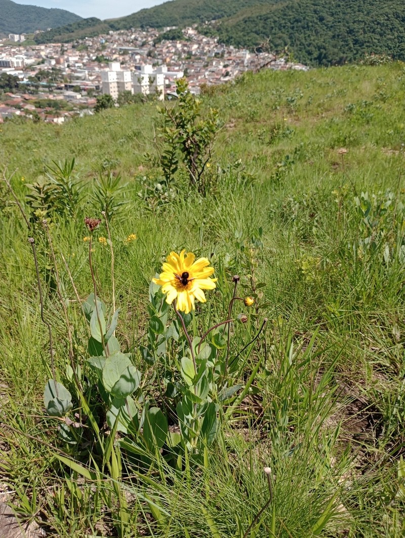 Calea asclepiifolia