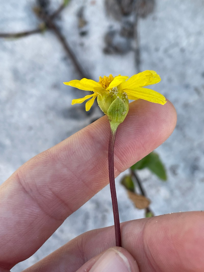 Calea bahiensis