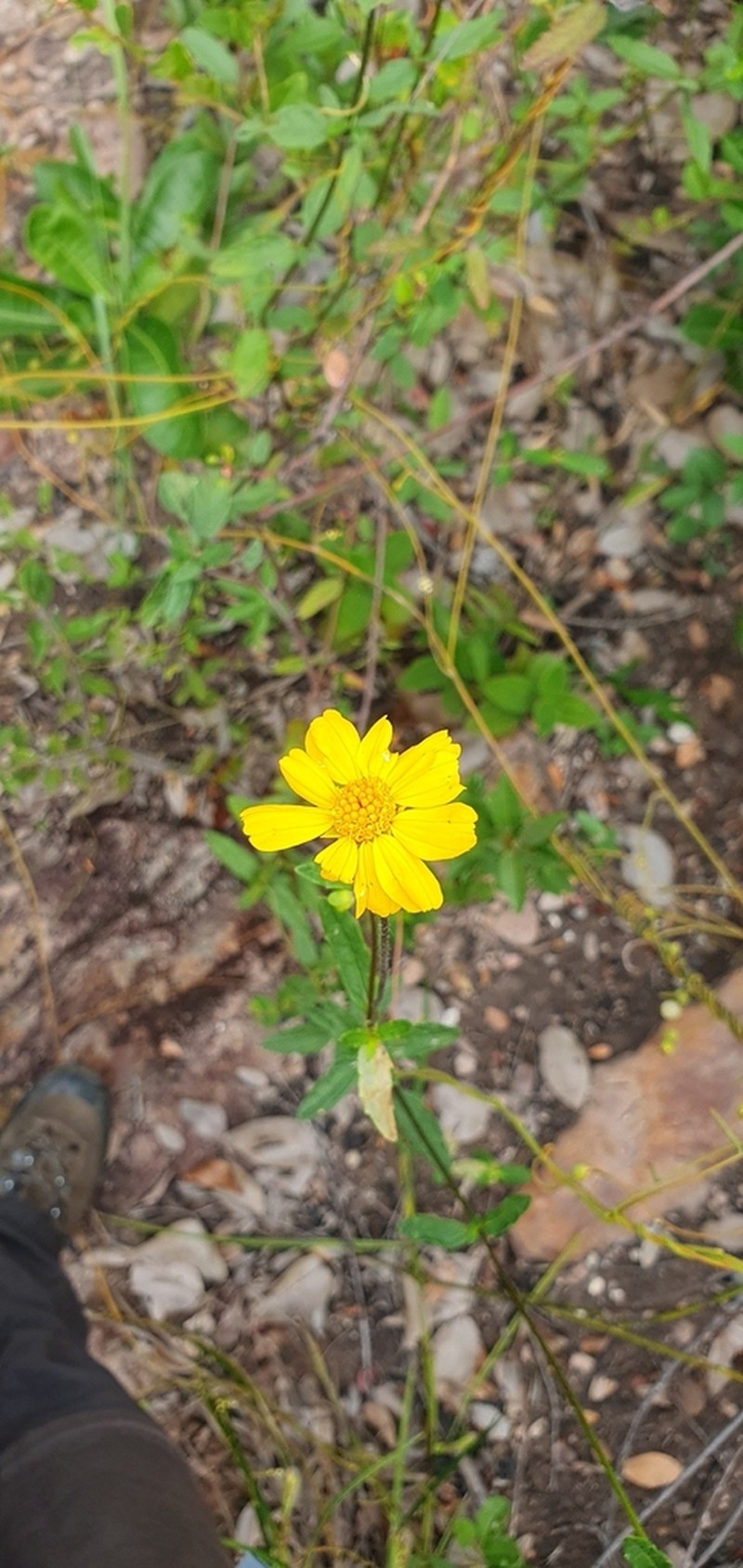 Calea bahiensis photo 2