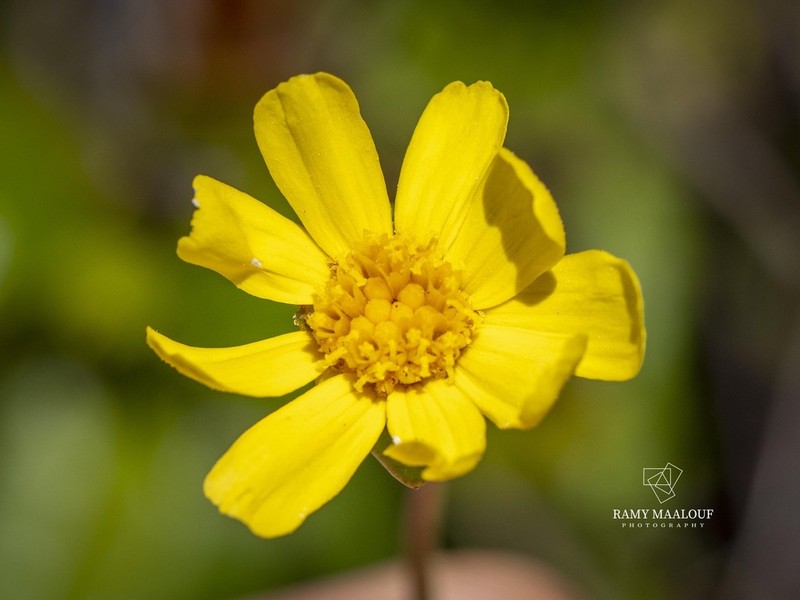Calea bahiensis photo 3