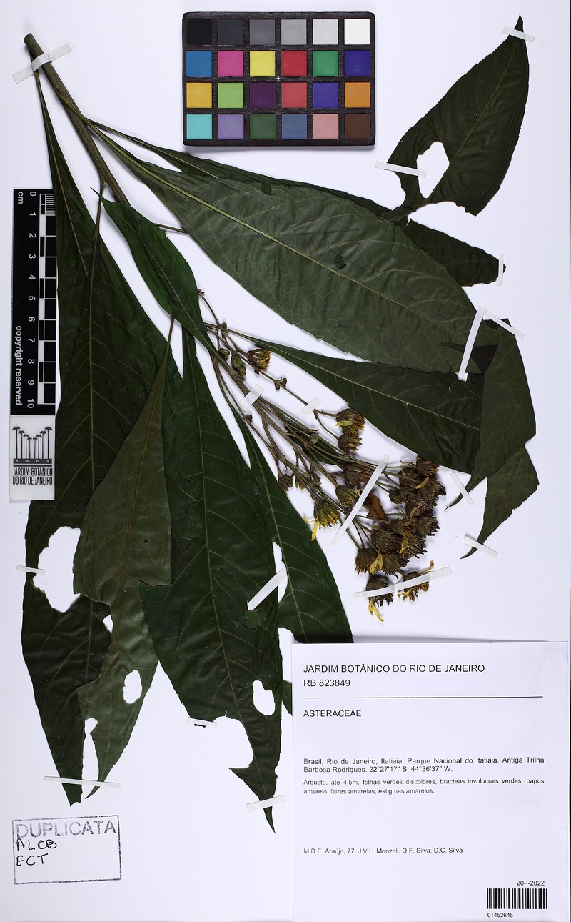 Calea bahiensis photo 4