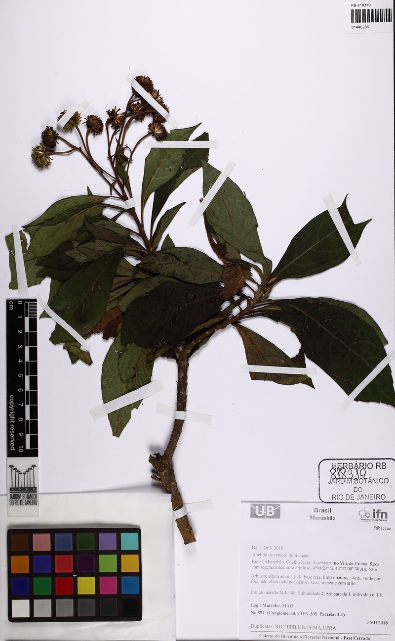 Calea bahiensis photo 5