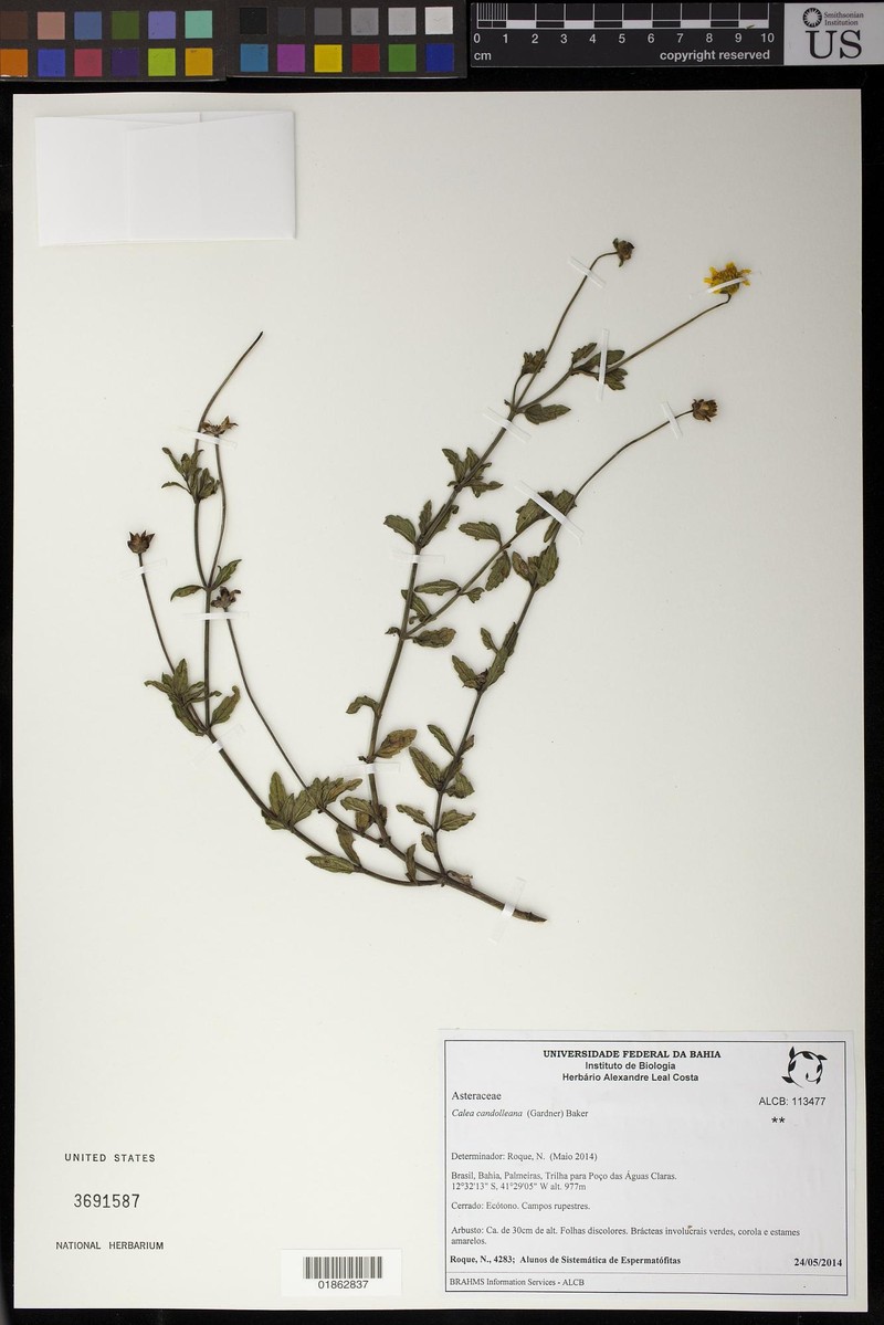 Calea bahiensis photo 6