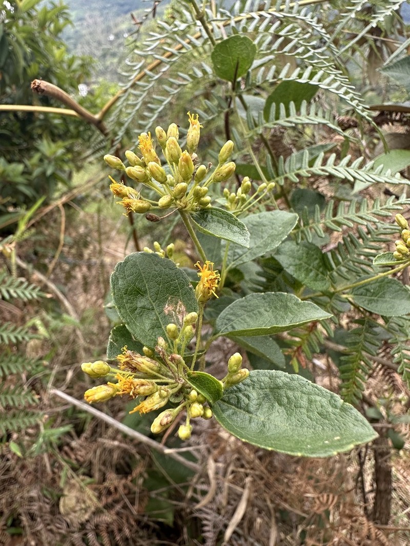 Calea berteroana