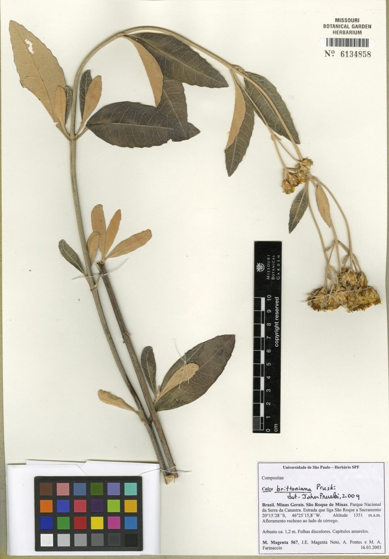 Calea brittoniana