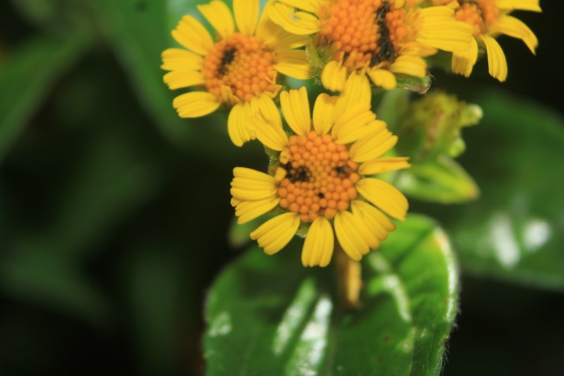 Calea bucaramangensis