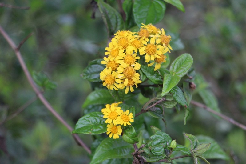 Calea bucaramangensis photo 2