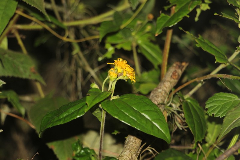 Calea bucaramangensis photo 3