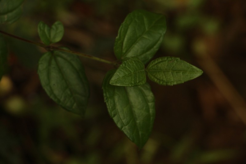 Calea bucaramangensis photo 4