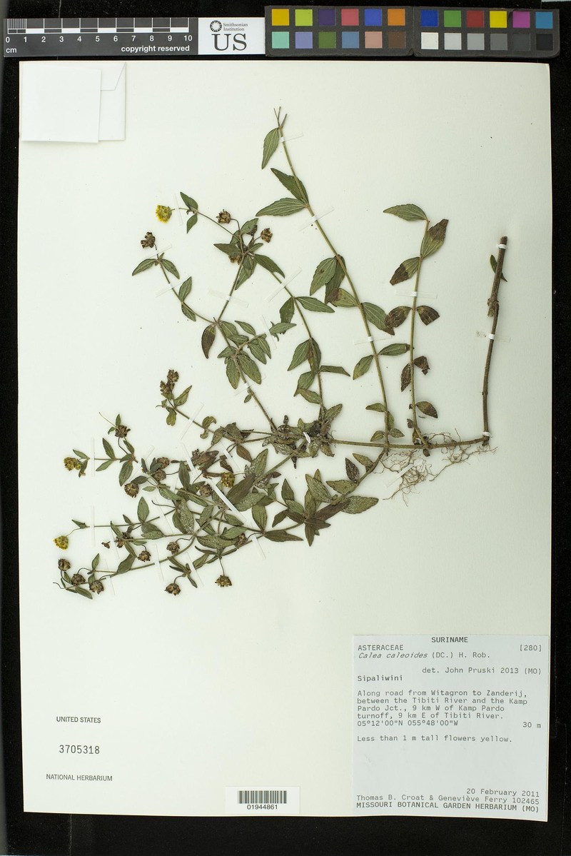 Calea caleoides