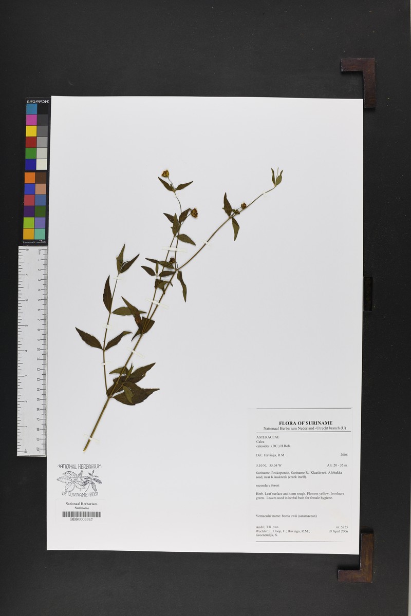 Calea caleoides photo 2