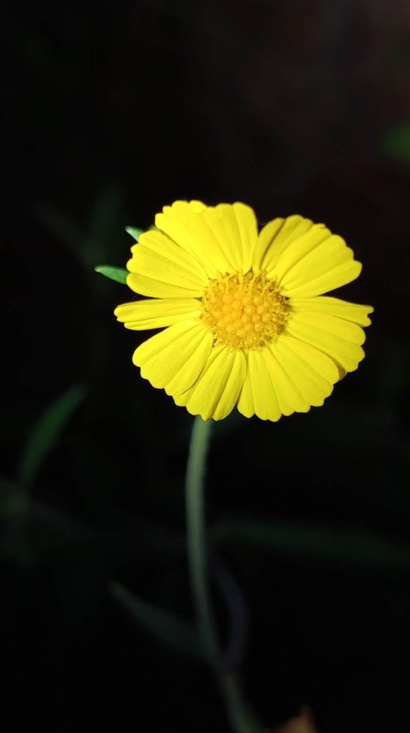 Calea candolleana