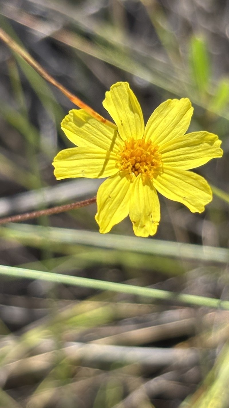 Calea candolleana photo 2