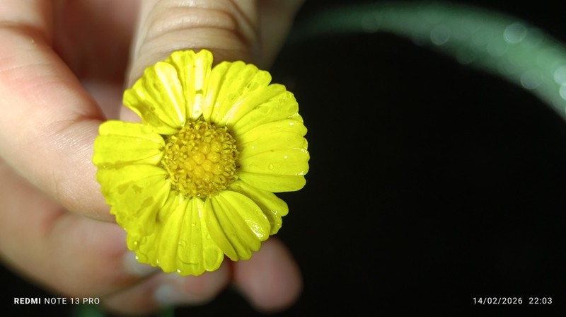 Calea candolleana photo 3