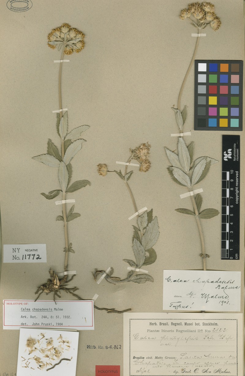 Calea chapadensis
