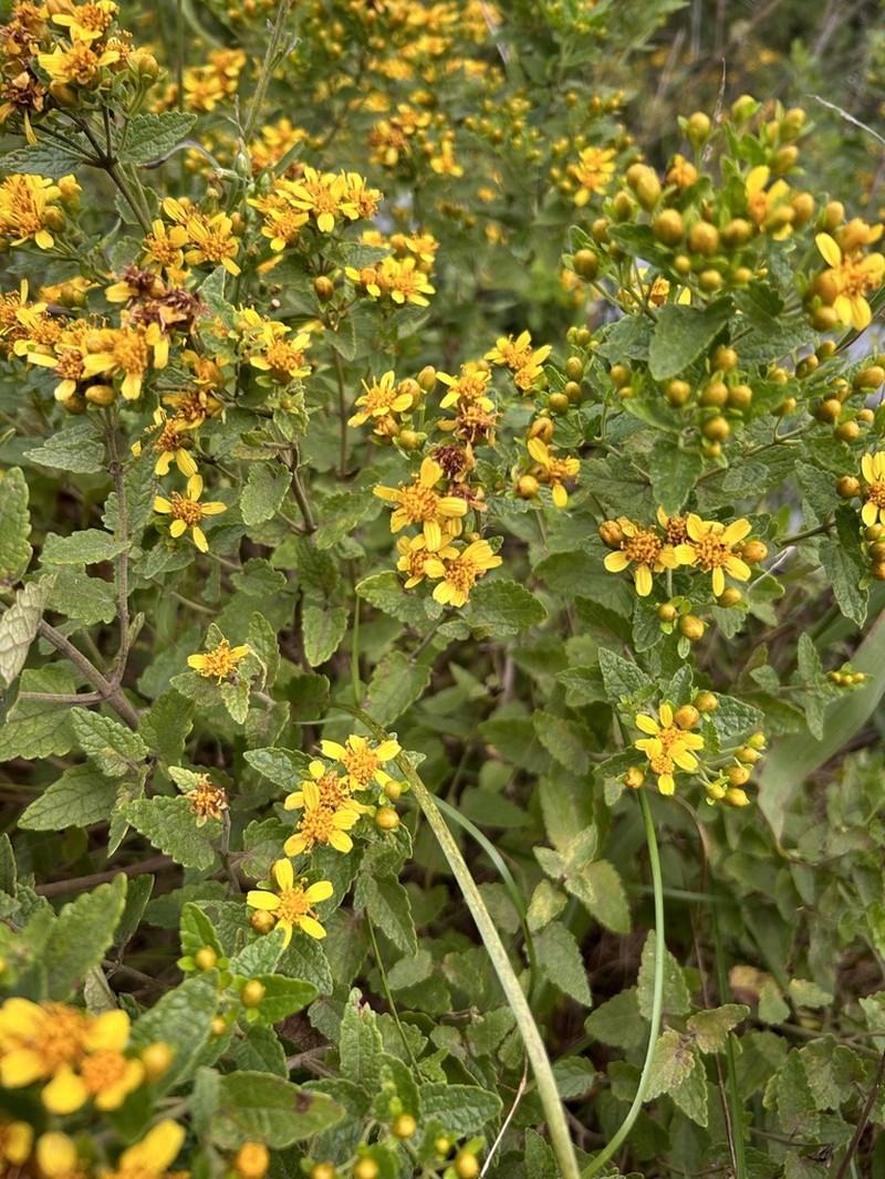Calea clematidea