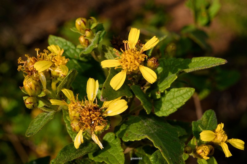 Calea clematidea photo 2