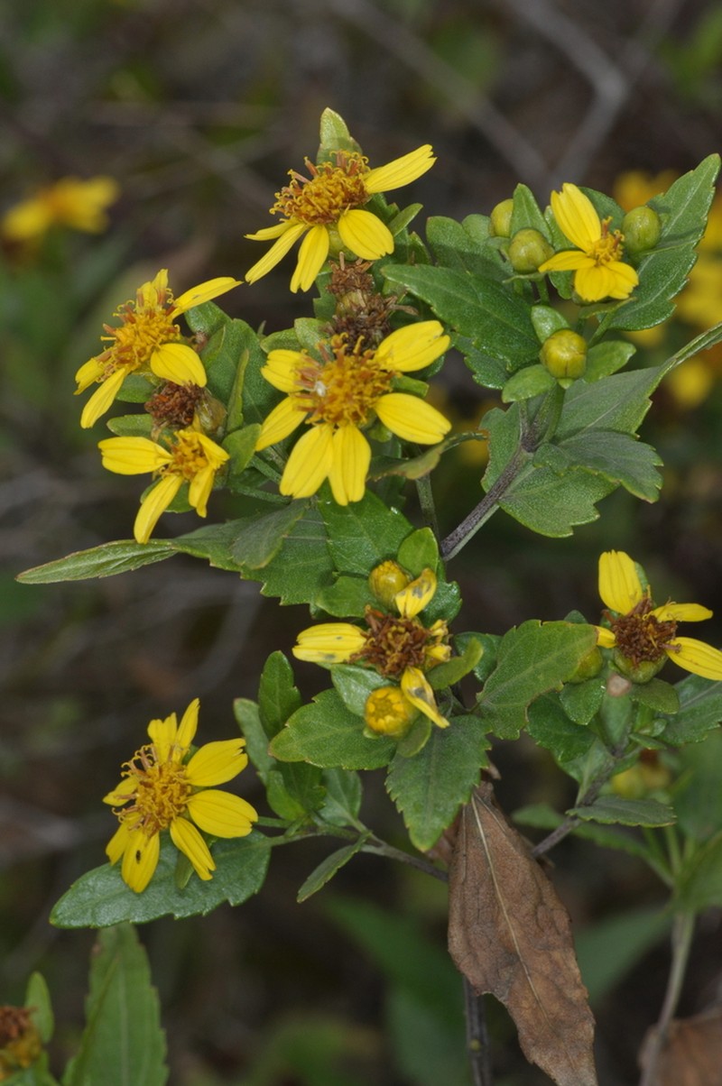 Calea clematidea photo 3