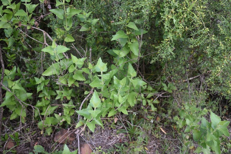 Calea clematidea photo 5
