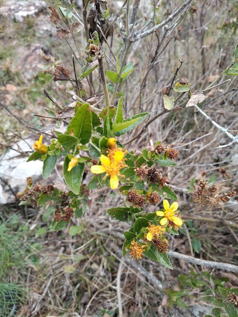Calea clematidea photo 6