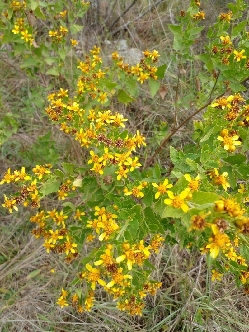 Calea clematidea photo 7