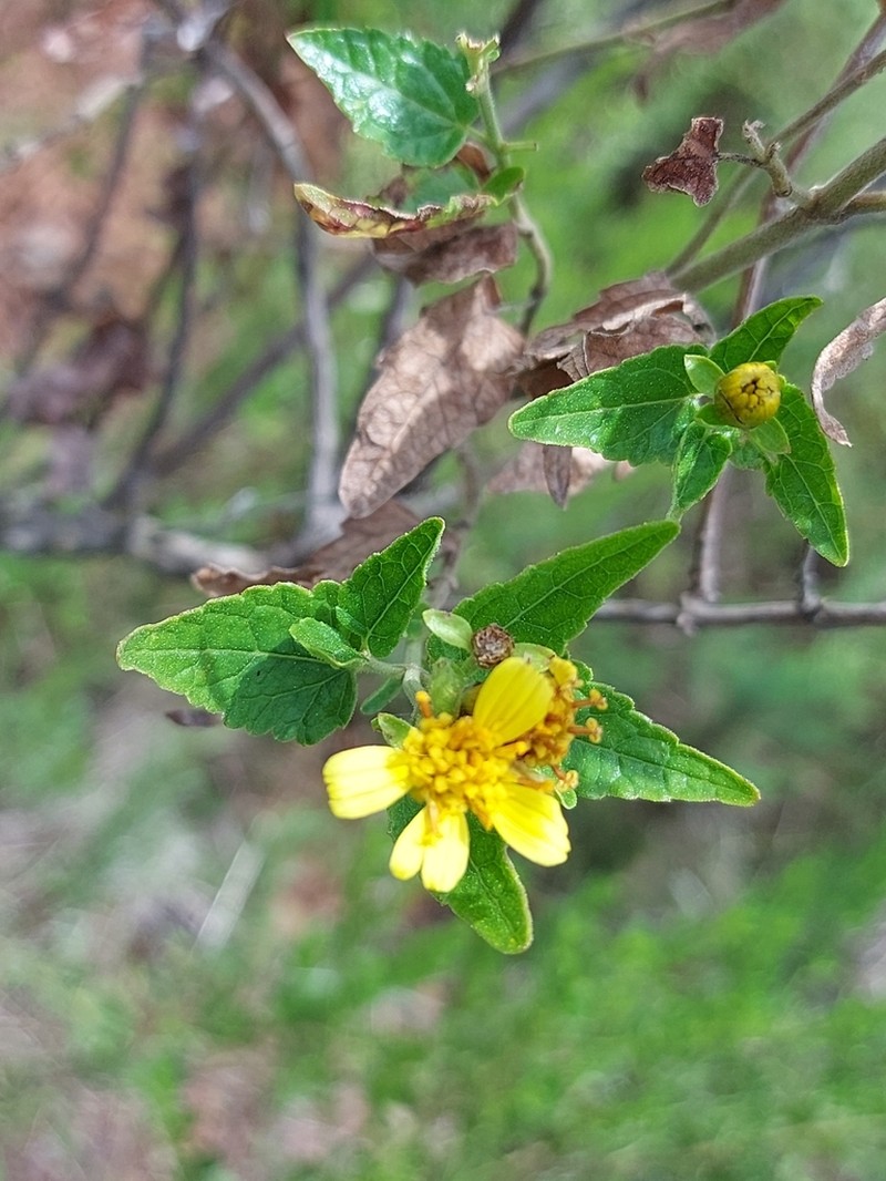 Calea clematidea photo 8